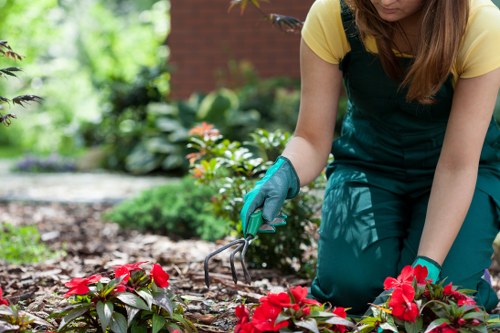 Worker assessing tree health for removal